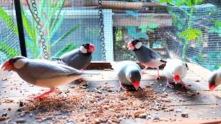 Java Sparrows Group Morning Feast & Garden View! 🌾🌿