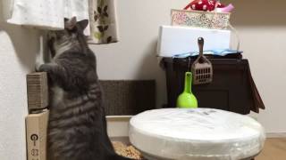 踏み台がないと登れない猫 ノルウェージャンフォレストキャット Cat can't climb that there is no springboard. Norwegian Forest Cat.