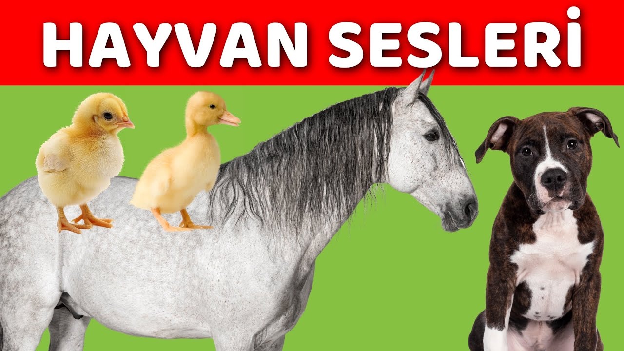 ⁣Hayvanlar ve Hayvan Sesleri | Bebekler ve Çocuklar İçin Türkçe Okul Öncesi Eğitici Video