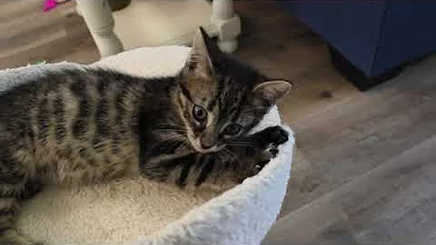 Watch the video about Max, the cute manx little kitten!