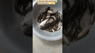 fish video | machhali ki video | मछली वाला