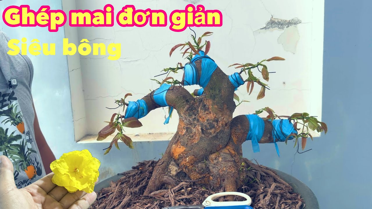 Ghép mai đơn giản siêu bông | mai vàng miền nam | ngày 25/8/2025