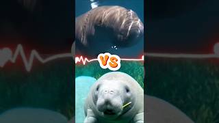 Dugong vs Manatee – Si Gemoy Laut vs Si Lembut Sungai! #fakta #unik #ikan #dugong #viral #shorts
