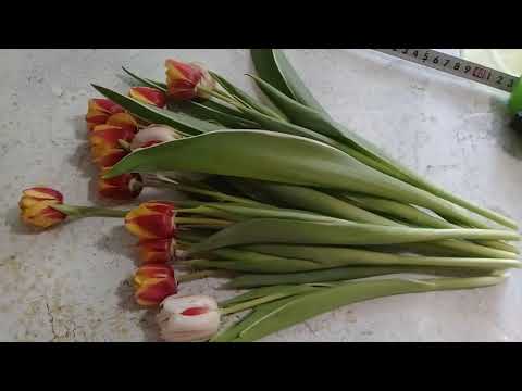 Как сохранить срезанные тюльпаны до 8 марта.