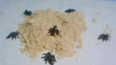 Dirt - Hearts of Inanimate Objects