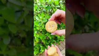 Nova Trakinas Bubbaloo