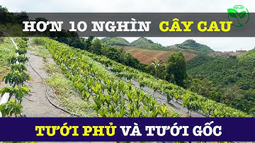 HỆ THỐNG TƯỚI CHO MƯỜI MẤY NGHÌN CÂY CAU VÀ CÀ PHÊ | VNPLANT
