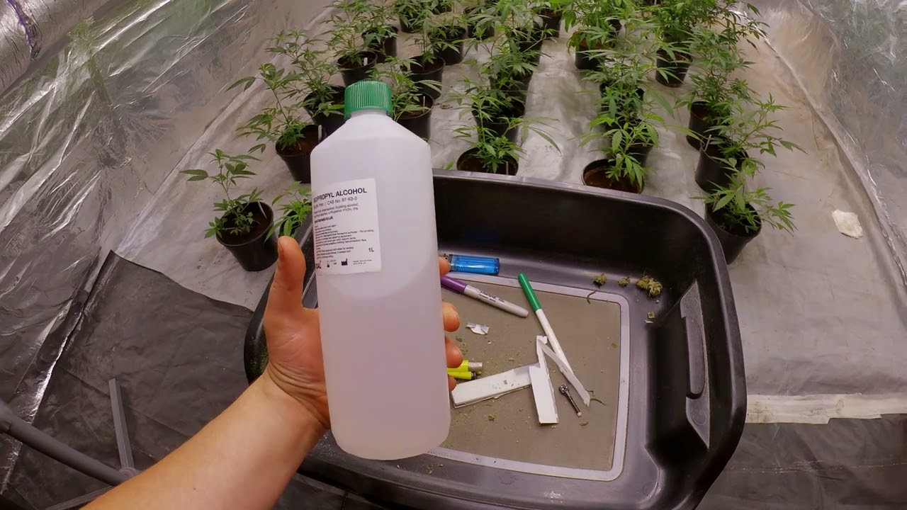 UK GB Buds, Smoking, Chilling, Working, 100% Clean Grow Room