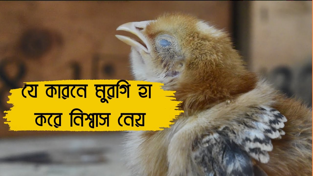 মুরগির হা করে নিশ্বাস নেওয়ার কারণ | মুরগি কেন  হা করে শ্বাস নেয়? 