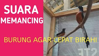 Suara memancing murai batu agar cepat birahi di saat penjodohan.langsung berjodoh