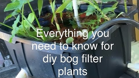 Bog filter plants explained/update