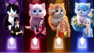 Cute Cats Covers | Wednesday Bloody Mary | Josip Flowers | Shakira Waka Waka |Elsa Enemy | Cat Songs