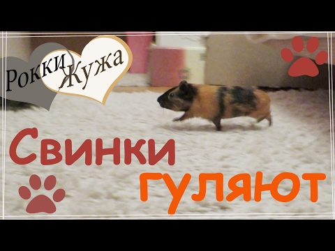 Морские свинки гуляют. Как помочь свинке не бояться комнаты. Guinea pigs are walking.