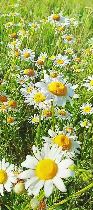Подмосковные просторы🌸Вишняковские дачи, Богородский г. о, июнь 24☀ ...