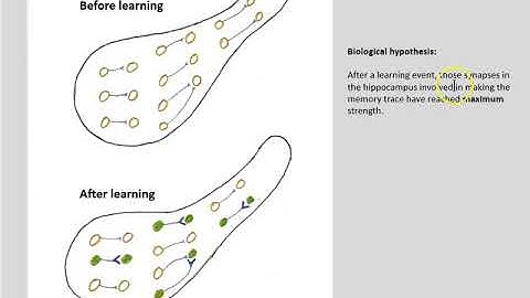 System consolidation part 8 sleep and synapse re-setting 2019