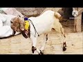 Totapari Mewati bacche for sale Zakir goat farm +91 74148 58199
