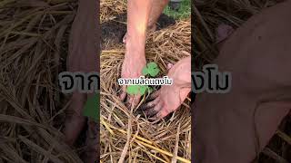 ปลูกแตงโมจากลูกที่ซื้อมา...ได้จริงไหม?!🍉 #satisfying #ปลูกผักกินเอง #gardening | the compass garden