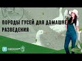 Породы гусей для домашнего разведения