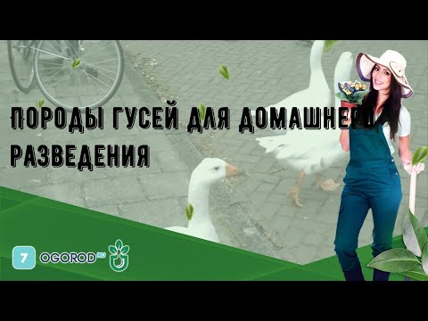 Породы гусей для домашнего разведения