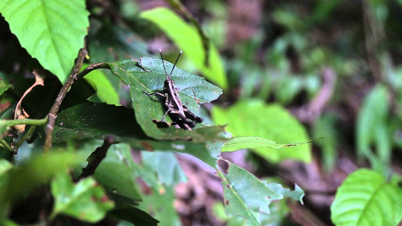 Melanoplus spretus at 1200m alt