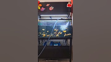 Thay 50% nước máy trực tiếp không qua xử lý