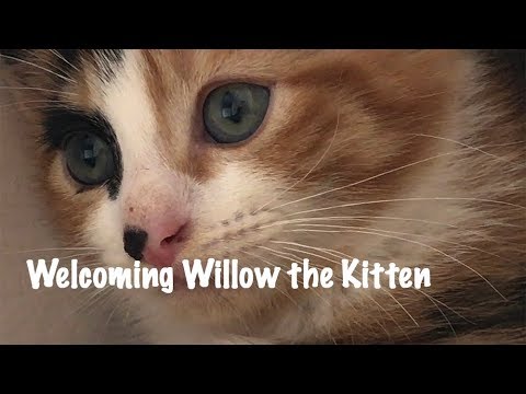 Welcoming home our new Kitten - Willow the Calico Cat - YouTube