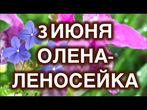 3 июня Олена Леносейка. Мужчины подбрасывали яйца на поле