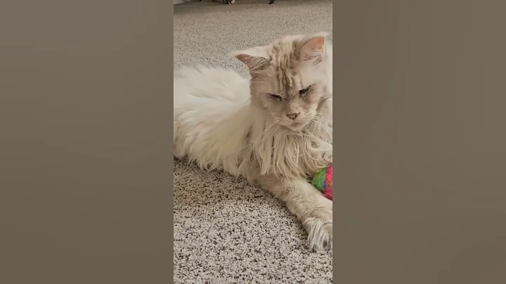 Video 10264681: mainecooncat mainecoons cat, mainecooncats kitty cat, sleepy mainecoon