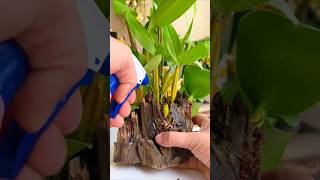 Best amazing Techniques! how to grafting dendrobium plants on the tree roots🌳🌵🌱🌱🌱🌱