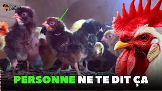 Découvrez mes 03 MÉTHODES SECRÈTES pour produire des POUSSINS DE QUALITÉ Aujourd'hui (Poulet Local)