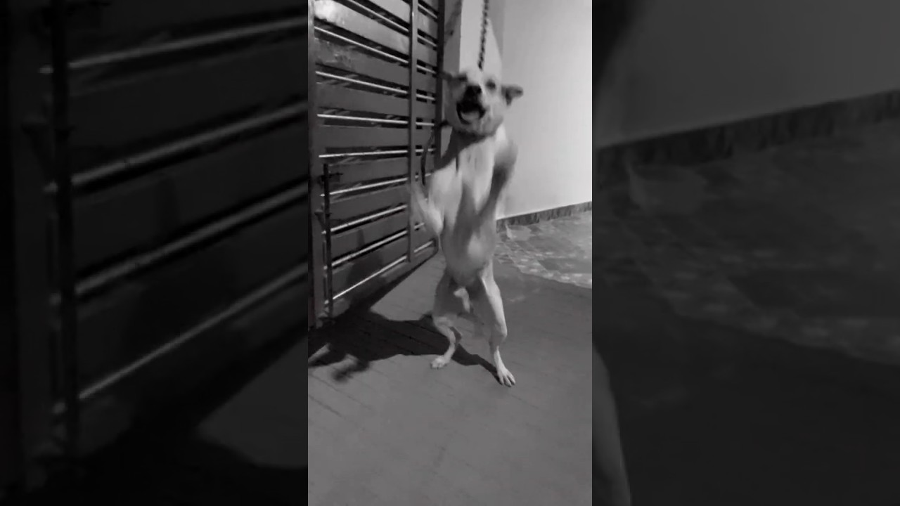 pet love life emotional dog 