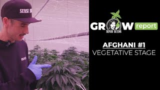 Grow Report- Afghani #1 (Vegetative Stage)