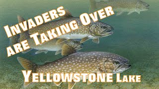 Yellowstone Westslope Cutthroat vs the Invading Lake Trout