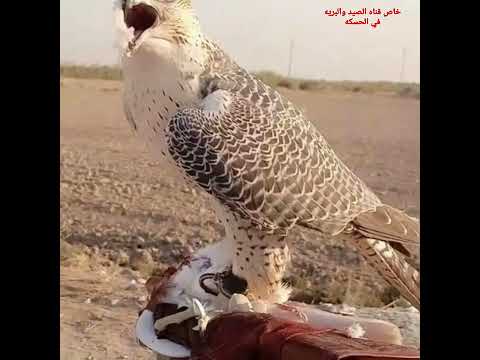 طرح العراق محافظه كربلاء طول 17العرض 17الوزن 1200 غرام ماشاء الله 25 10 2022