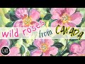 How to paint wild roses in watercolor  plus my secret ingredient for guaranteed success