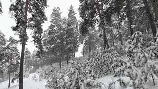 Снегопад в лесу. Белорецк. Южный Урал. Башкортостан.