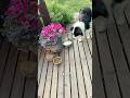 A Hedgehog Steals Dog Food Animals Foryou Love Cute 
