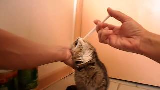 ЛЕЧЕНИЕ КОШЕК: ДЕГЕЛЬМИНТИЗАЦИЯ КОТЕНКА В ДОМАШНИХ УСЛОВИЯХ,ПРОЦЕДУРА ПРОШЛА УСПЕШНО ЛЕЧЕНИЕ КОШЕК: ДЕГЕЛЬМИНТИЗАЦИЯ КОТЕНКА В ДОМАШНИХ УСЛОВИЯХ,ПРОЦЕДУРА ПРОШЛА УСПЕШНО