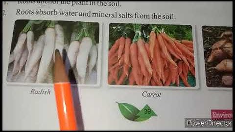 Class 4th,EVS, Chapter-7, Parts of Plants (Part A)