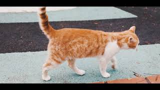 Lovely Cats Ultra Hd s part 4 -s no copyright - collections of best cats - 4ks