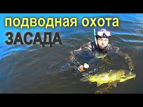 подводная охота статья