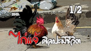 ไก่แจ้ ศิลปะมีชีวิต 1/2