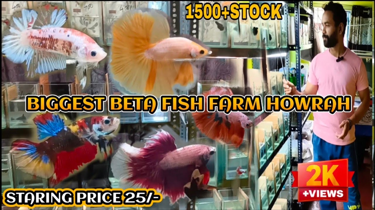 BIGGEST BETTA FISH FARM|HOWRAH PANCHLA|NEW STOCK|IMPORTED BETTA|OHM FULL MOON PLACARD ORDINARY