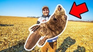 I Trapped the GIANT BEAVER at the FARM!!! CATCH CLEAN COOK!