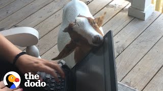 These Two Baby Goats Are Best Friends | The Dodo