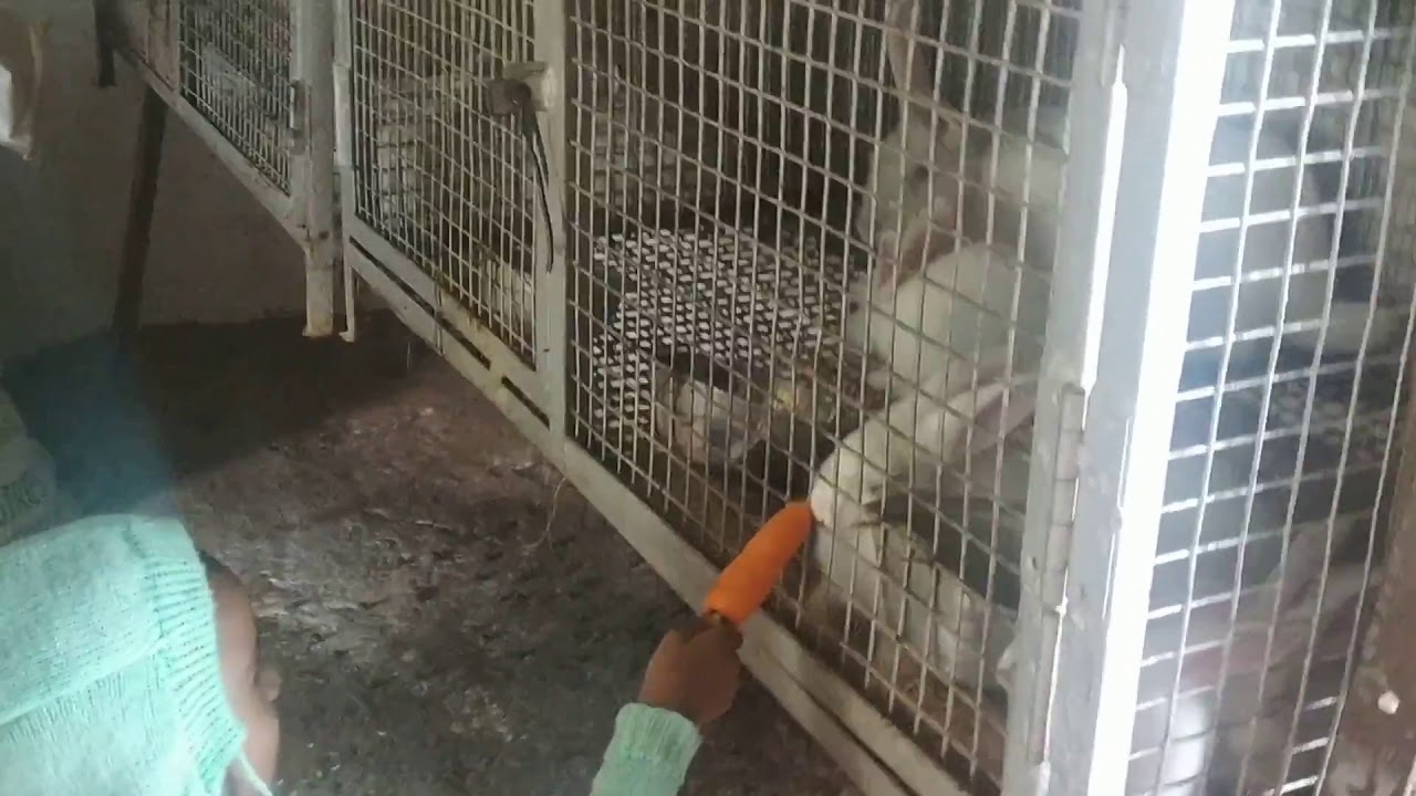 mannavanur Rabbit farm Russian bread - you must watch - YouTube
