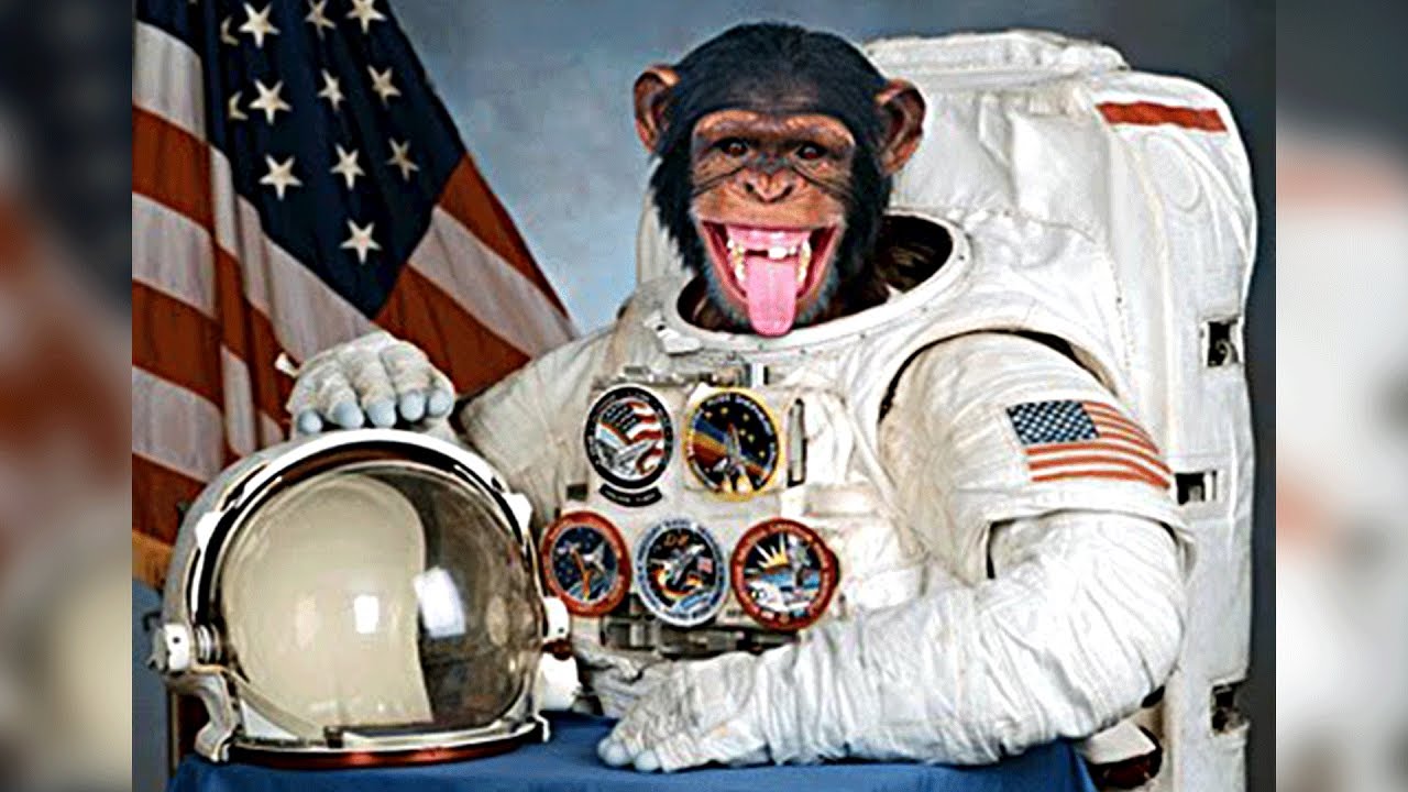 5 Animals That Went To Space - YouTube