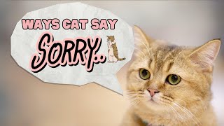 Ways Cats Offer Apologies to Humans