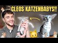 Ich zeige euch meine KITTEN 🐱🍼 und es wird zu süß um wahr zu sein 😍
