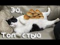 Эй, толстый! Приключения толстых котов, собак и енотов | Аdventures of fat cats, dogs and raccoons